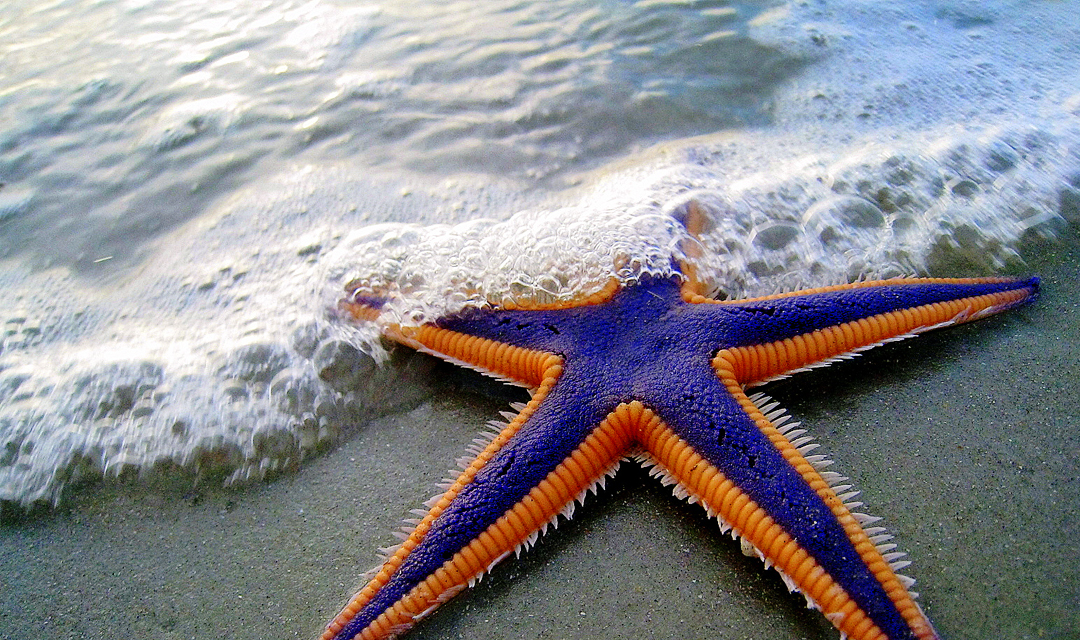The Starfish Story Bon Vita